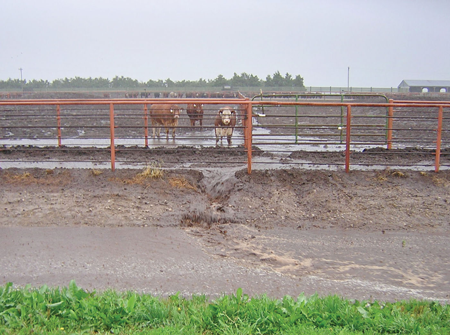 Feedlot runoff during a rain event