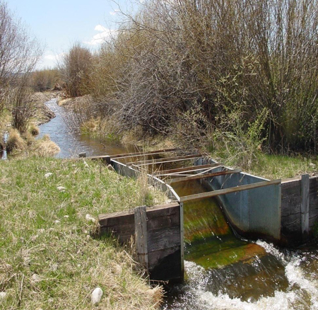the beginnings of algal growth in a Parshall Flume